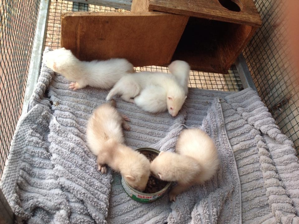 חשבתם לגדל חמוס מחמד? הינה כמה דברים שצריך לדעת